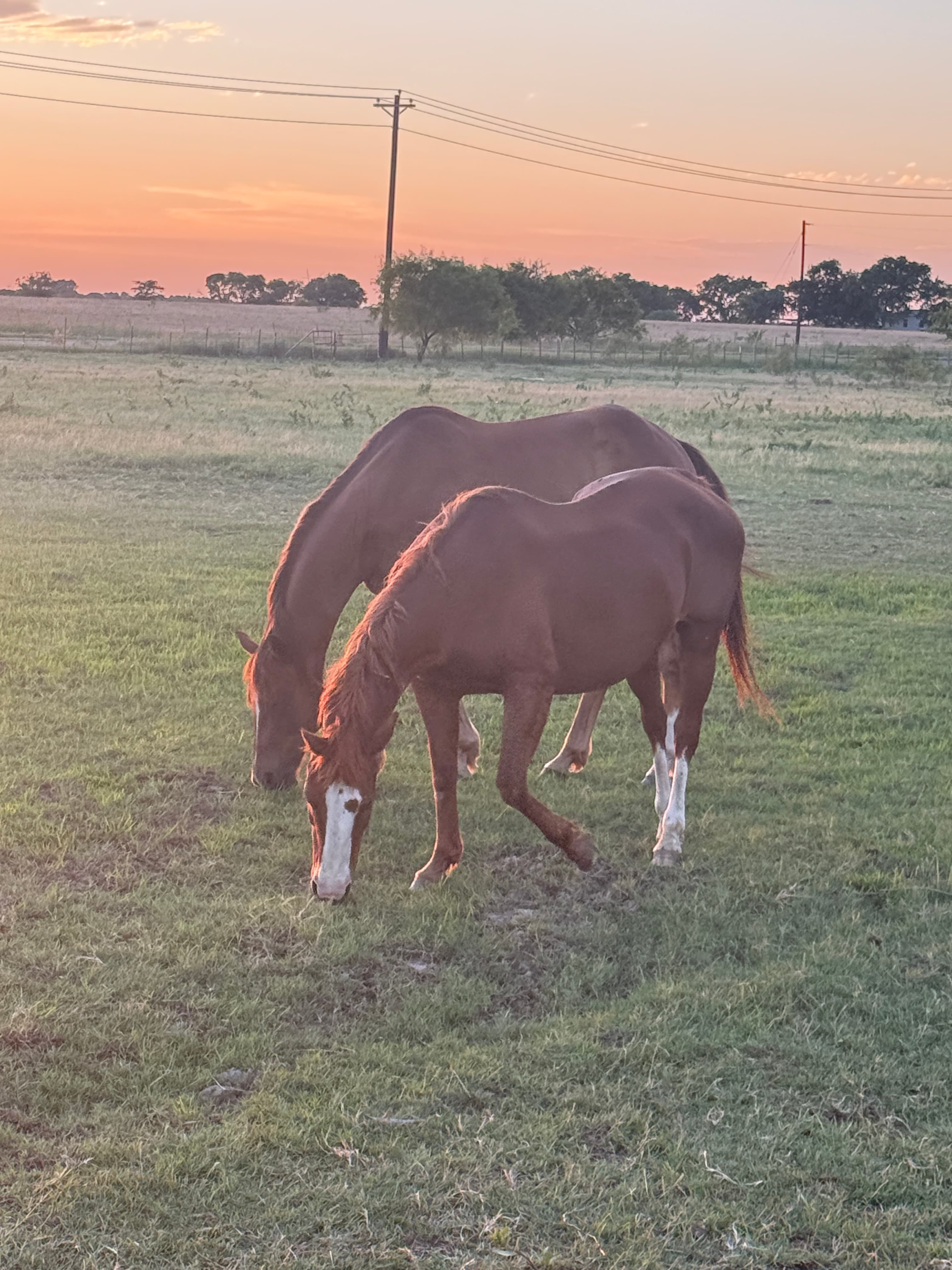 horses