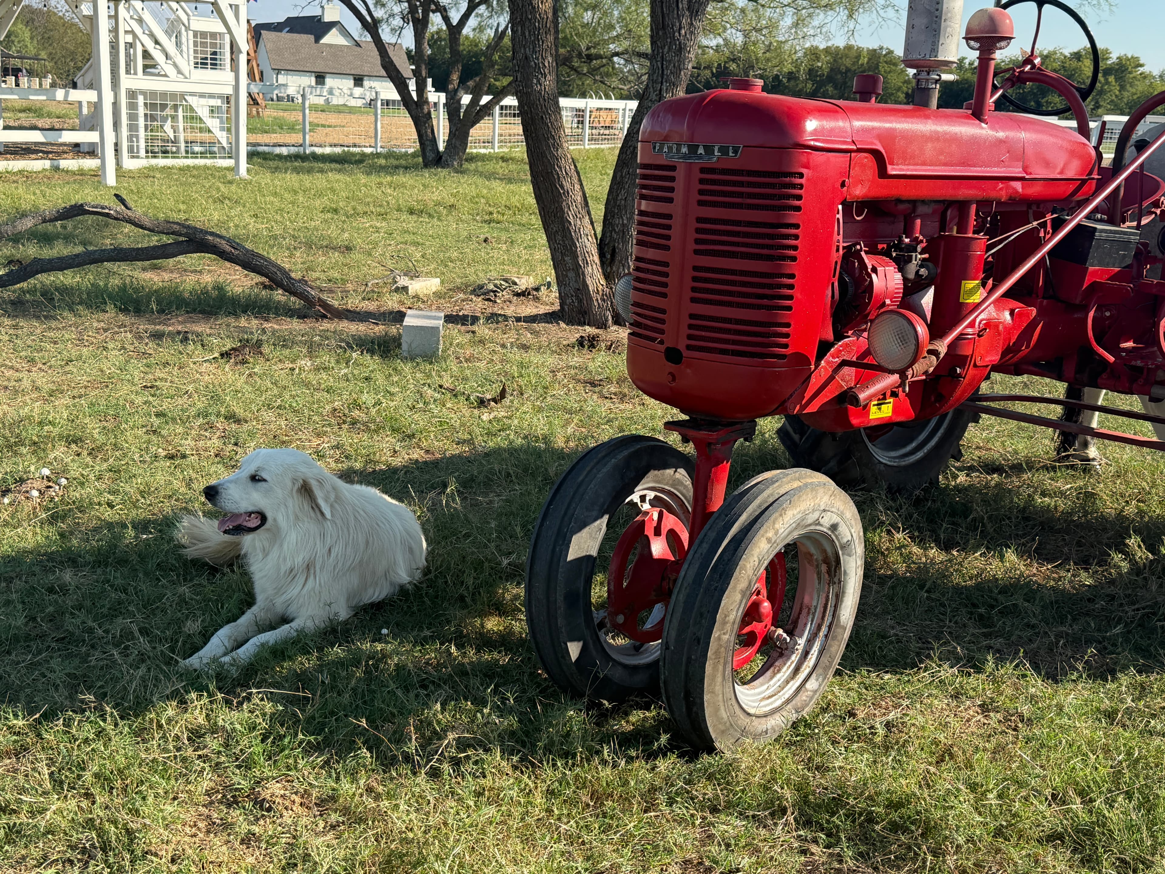 children connecting with farm animals