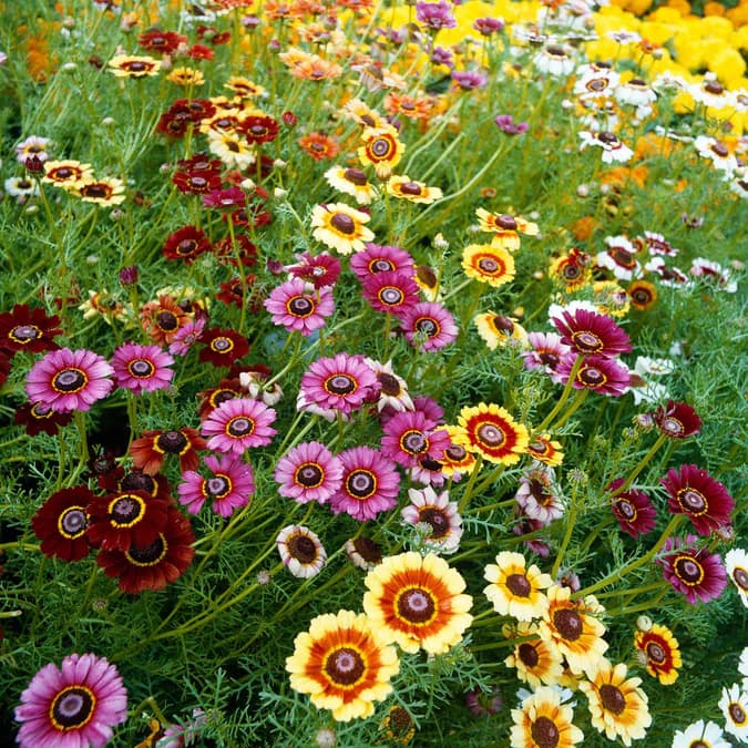 cut-flower garden